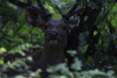 Rusa