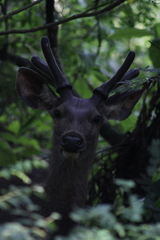 Rusa