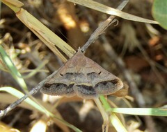Acantholipes regularis