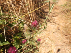 Trifolium angustifolium