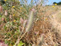 Trifolium angustifolium