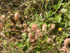 Trifolium angustifolium