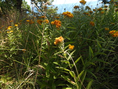 Pentanema germanicum