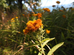 Pentanema germanicum
