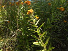 Pentanema germanicum