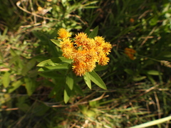 Pentanema germanicum