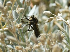 Eutolmus rufibarbis