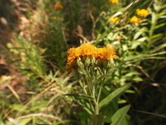 Pentanema germanicum