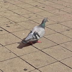 Columba livia domestica