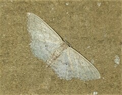 Scopula internataria