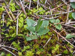Pterostylis nana