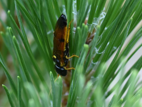Gewone spinselbladwesp, Groesbeek, Nederland, photo 7 of 10