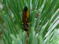 Acantholyda hieroglyphica