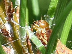 Acantholyda hieroglyphica