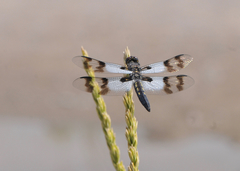 Plathemis subornata