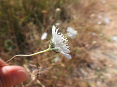 Lomelosia argentea