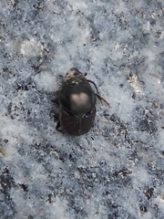 Onthophagus
