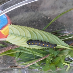 Theretra oldenlandiae