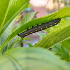 Theretra oldenlandiae