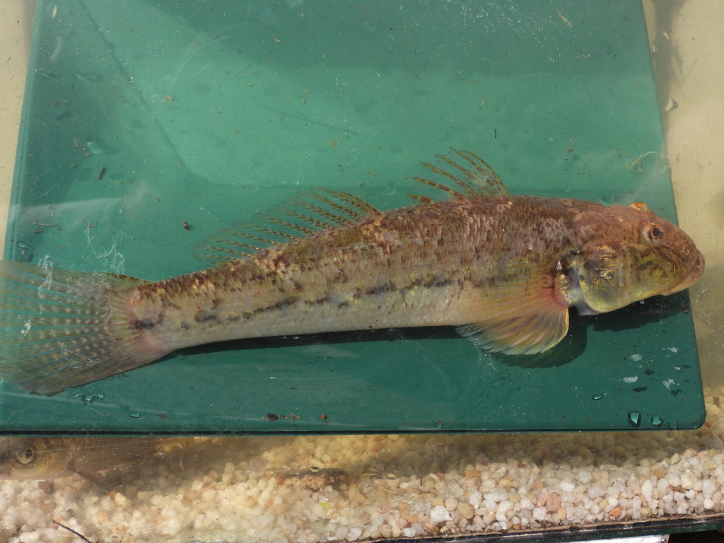 Freshwater goby (Awaous aeneofuscus) — Gobiidae