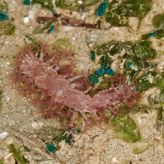 Veretillum
