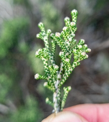 Ozothamnus scutellifolius