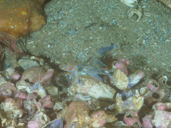 Fusigobius inframaculatus