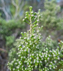 Ozothamnus scutellifolius