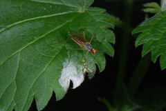 Neria commutata