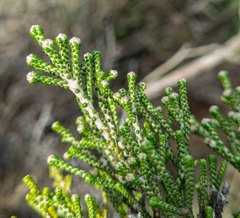 Ozothamnus scutellifolius