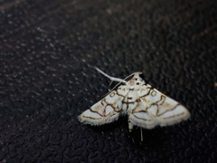 Elophila scitalis