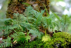 Pleopeltis polypodioides