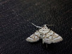 Elophila scitalis