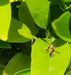 Polistes dominula