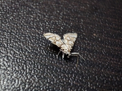 Elophila scitalis