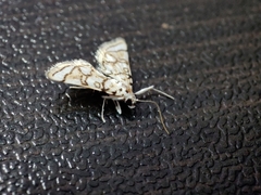 Elophila scitalis