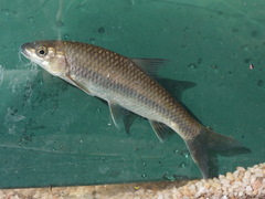 Labeobarbus natalensis
