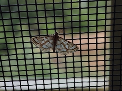 Elophila scitalis