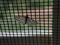 Elophila scitalis
