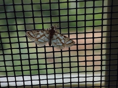 Elophila scitalis