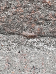 Porcellio spinicornis