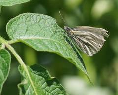 Pieris bryoniae