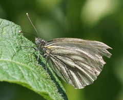 Pieris bryoniae