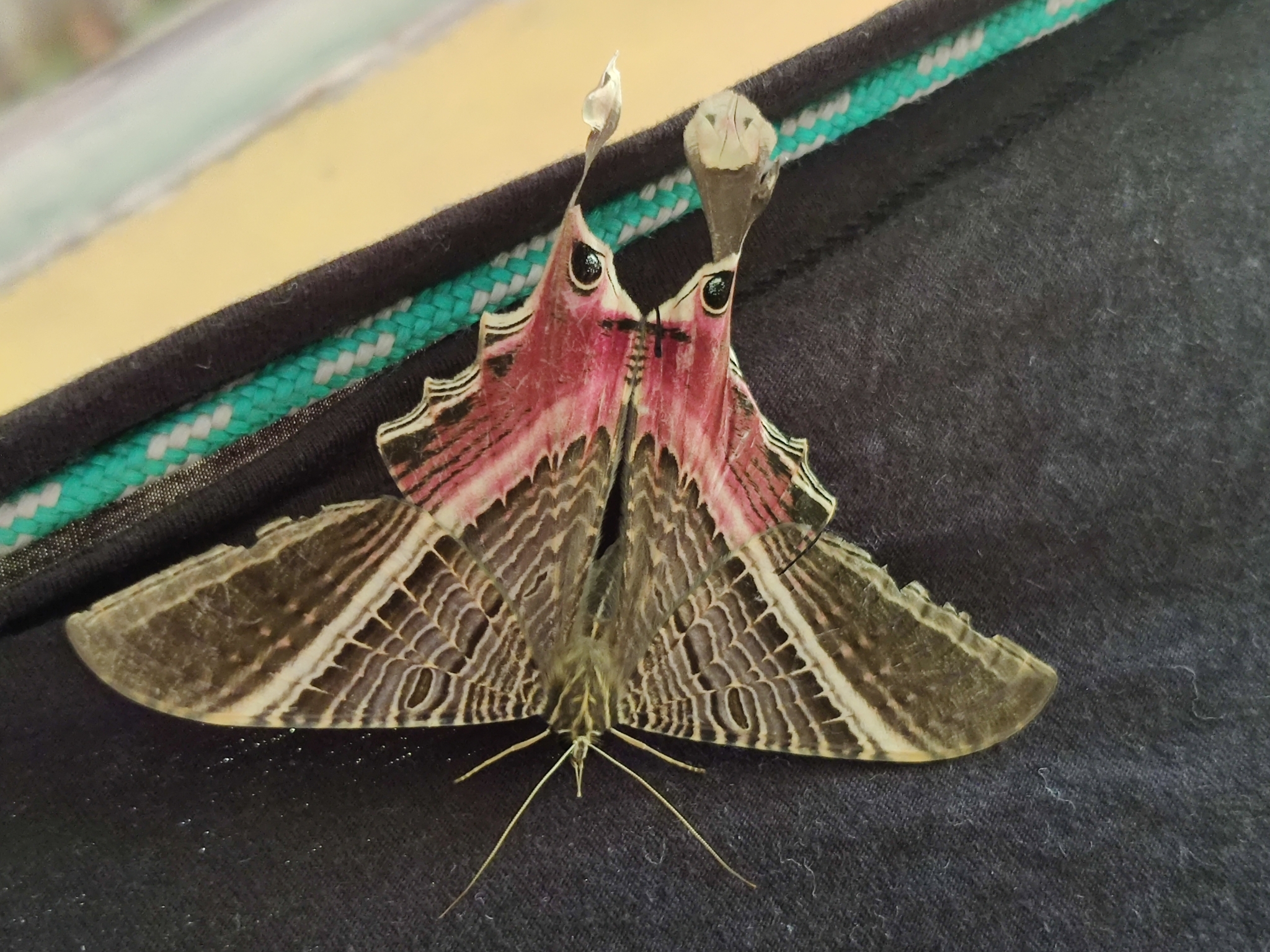 Nothus lunus Linnaeus, 1758