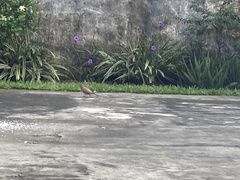 Streptopelia senegalensis
