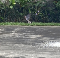 Streptopelia senegalensis