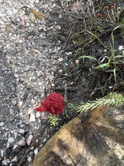 Erica cerinthoides