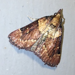 Omphalocera munroei