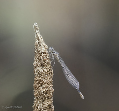 Erythromma lindenii