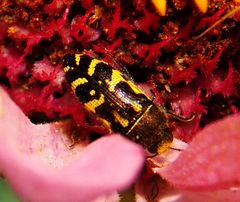 Acmaeodera pulchella